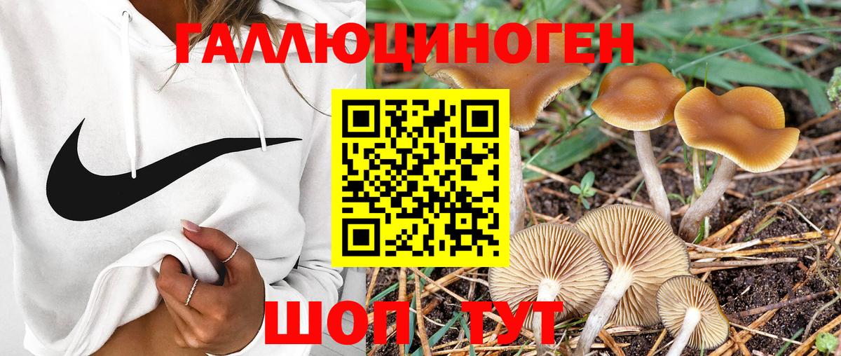 Псилоцибиновые грибы Psilocybe  Вход с VPN  Вязники  Псилоцибиновые грибы Psilocybine cubensis 
